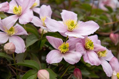 Clematis Montana Rubens İlkbaharın sonunda çiçek açıyor. 