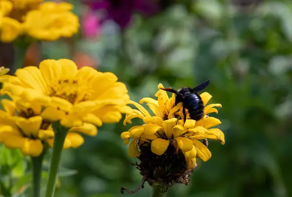 Menekşe marangoz arısı Xylocopa, pembe bir zinnia çiçeğinin üzerindeki arıyı ihlâl ediyor. Arıların zararsız çevre koruma kavramını koru. 