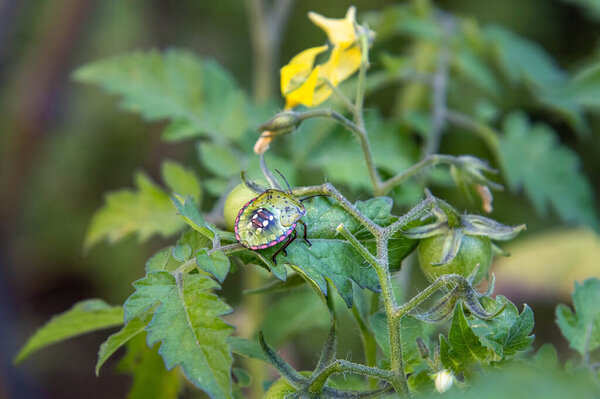 Макро южного зеленого вонючего жука - Nezara viridula на томатном растении. 