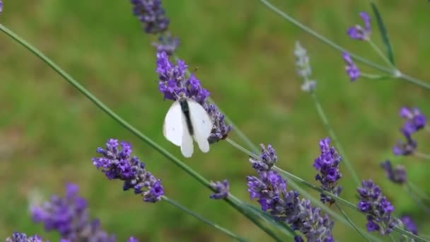 Korte Clip Van Een Kool Witte Pieris Rapae Vlinder Lavendel — Stockvideo