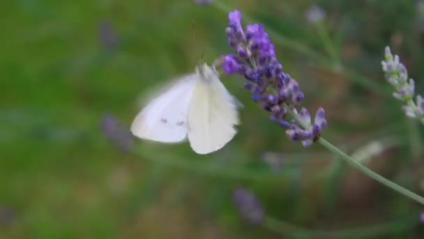 薰衣草花上的卷心菜白色孔雀花蝴蝶的短剪子 高质量的4K镜头 — 图库视频影像
