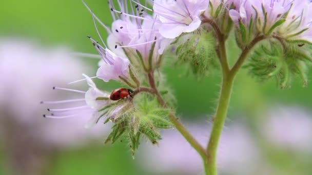 Короткий Клип Ladybug Coccinella Magnifica Голубой Тани Phacelia Tanacetifolia Поедающей — стоковое видео