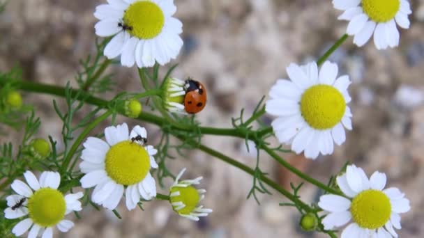 Short Clip Ladybug Coccinella Magnifica Chamomile Blossom Pesticide Free Biological — Stock Video