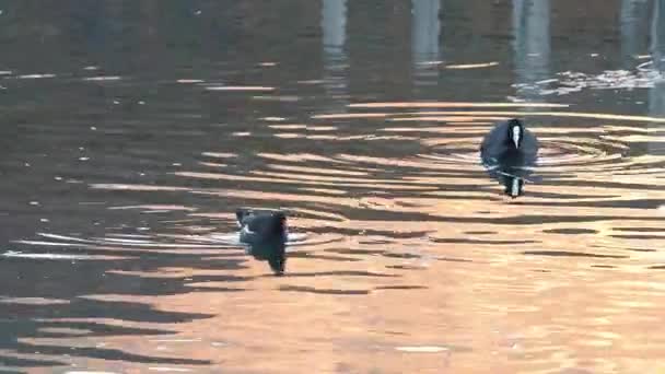 ユーラシアのコット フルカヴァとコモン モーレン 自然の入浴湖コルデロ湖で春に見られるギャリヌラクロポス — ストック動画