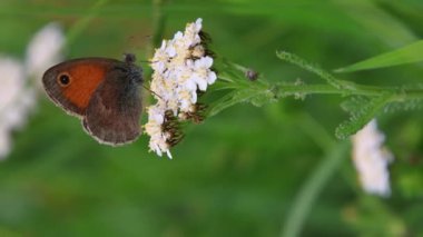 Küçük kelebek coenonympha pamphilus beyaz yarrow achillea millea folium çiçeği üzerinde. biyolojik çeşitlilik ekosistem kavramını kaydeder. 