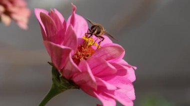 Pembe zinnia çiçeğinin üzerindeki bal arısının kısa bir klipsi. Arıların zararsız çevre koruma kavramını koru. 