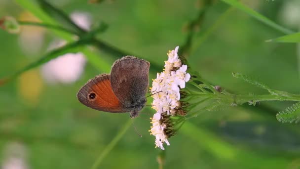 小草蝴蝶在白纱花冠上的共生共生共生花 生物多样性拯救生态系统概念 — 图库视频影像