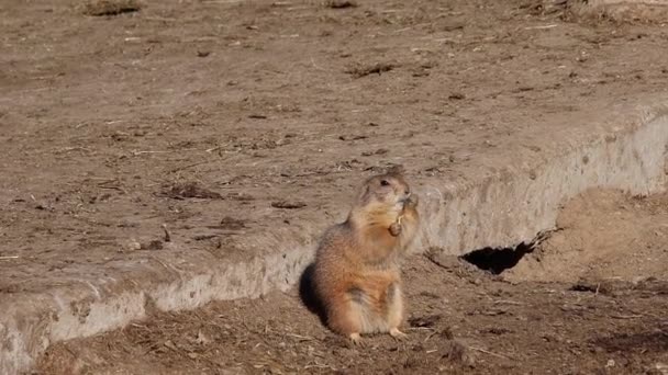 Short Clip Black Tailed Prairie Dog Cynomys Ludovicianus High Quality — Stock Video