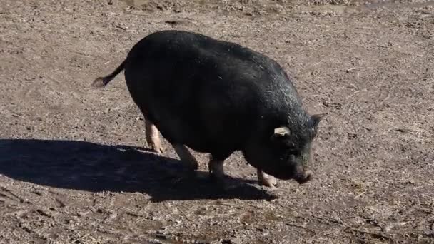 베트남어 깃털은 매달려 배가있는 돼지입니다 — 비디오