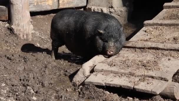 베트남어 깃털은 배가있는 돼지입니다 고품질 — 비디오