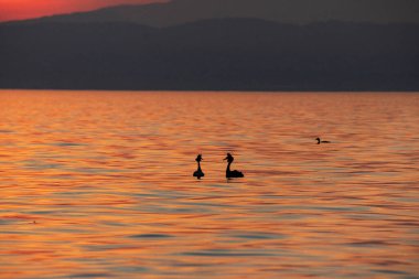 Gün batımında büyük ibikli yunus balığı Cisano, Bardolino, Garda Gölü, İtalya 'daki göl yolunda görüldü.. 