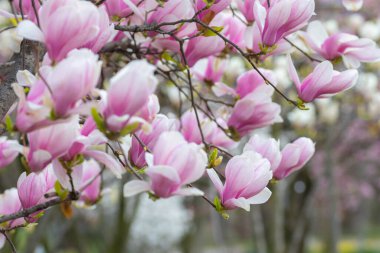 early spring blossoms of saucer magnolia - Magnolia X soulangeana with blurred bokeh background.  clipart
