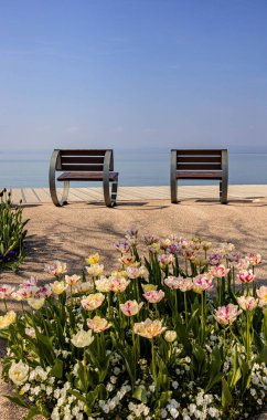 İlkbaharda Bardolino Gölü yakınlarındaki göl kenarında açan laleler, Garda Gölü, İtalya. 