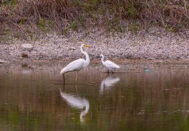 Büyük Egret Ardea Alba ve Küçük Akbalıkçıl Garzetta Meran, Güney Tyrol, İtalya yakınlarındaki küçük gölette balık arıyorlar..
