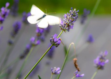 Macro of a cabbage white pieris rapae butterfly on lavender lavandula angustifolia. pesticide free environmental protection concept clipart