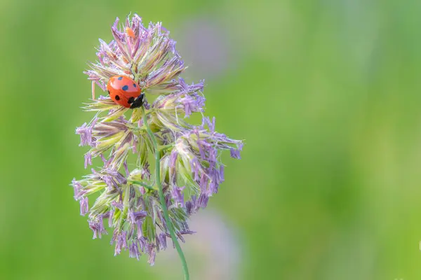 stock image macro of a ladybug coccinella magnifica on eating aphids. pesticide free biological pest control through natural enemies organic farming concept