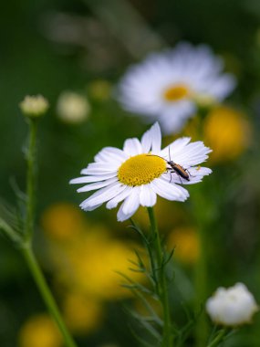 Stenurella melanura, Tripleurospermum inodorum kokusuz mayonez çiçeği üzerinde uzun boynuzlu bir böcek. .