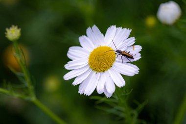 Stenurella melanura, Tripleurospermum inodorum kokusuz mayonez çiçeği üzerinde uzun boynuzlu bir böcek. .