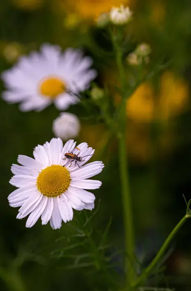 stock image Stenurella melanura, a longhorn beetle on a Tripleurospermum inodorum scentless mayweed blossom.