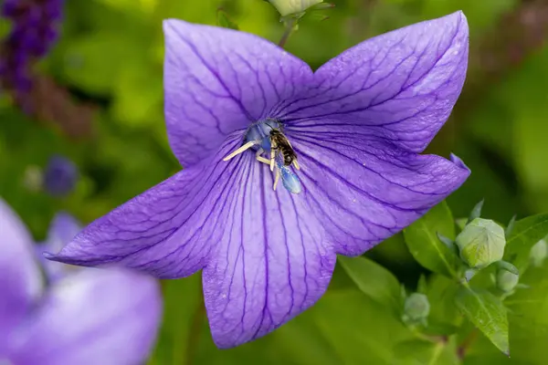 stock image Chelostoma rapunculi, the scissor bee, on balloon flower Platycodon grandiflorus blossom. 