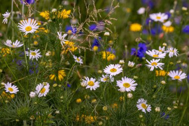 wildflower meadow with yellow and white chamomile and cornflowers blooming in city. biodiversity renaturation concept clipart