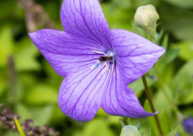 Chelostoma rapunculi, the scissor bee, on balloon flower Platycodon grandiflorus blossom.  clipart