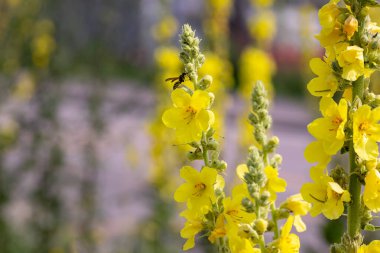 Verbascum thapsus 'taki eşek arısı, büyük ya da yaygın Mullein çiçekleri.