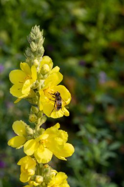 Verbascum thapsus 'taki bal arısı, büyük ya da yaygın Mullein çiçekleri.