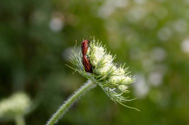 Striped bugs graphosoma lineatum on a daucus carota European wild carrot blossom. clipart