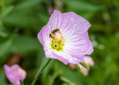 Terli arı Halictus Rubicundus pembe bir akşam çiçeğinin üzerinde. 