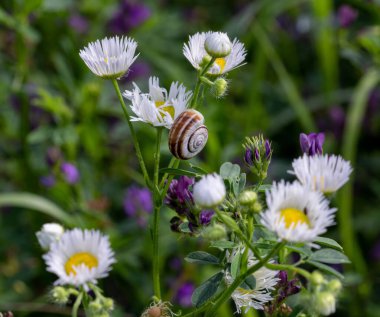 Helicella itala heath snail on erigeron annuus, tall fleabane, an invasive wild flower.  clipart