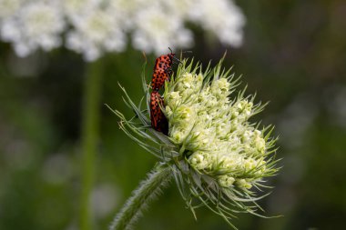 Çizgili böcekler daucus carota üzerinde gramozom lineatum Avrupa 'da vahşi havuç çiçeği.