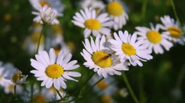 Tripleurospermum inodorum kokusuz, bokeh arkaplanlı bir mayosunun üzerinde uçan sinek frengisinin kısa bir klipsi. Yüksek kalite 4k görüntü
