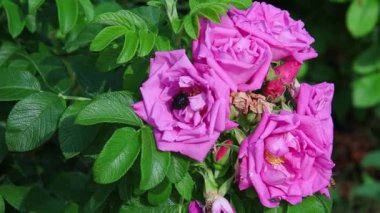 Menekşe marangoz arısı Xylocopa 'nın kısa bir klipsi kumsalda gül rengi bir rugosa üzerinde arı ihlâli. Yüksek kalite 4k görüntü