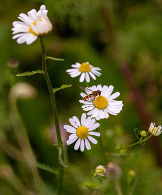 Papatya çiçeğinin üzerinde uçan sinek frengisinin makrosu. pestisit içermeyen biyolojik çeşitlilik kavramı. 