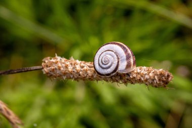 Helicella itala salyangoz bant şekli, apik tarafı..