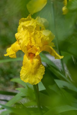 Sarı sakallı Iris Germanica 'ya yakın çekim. Yüksek kalite fotoğraf