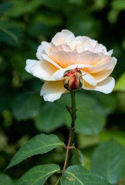 peach rose blossom and bud in summer garden with narrow depth of field. High quality photo clipart