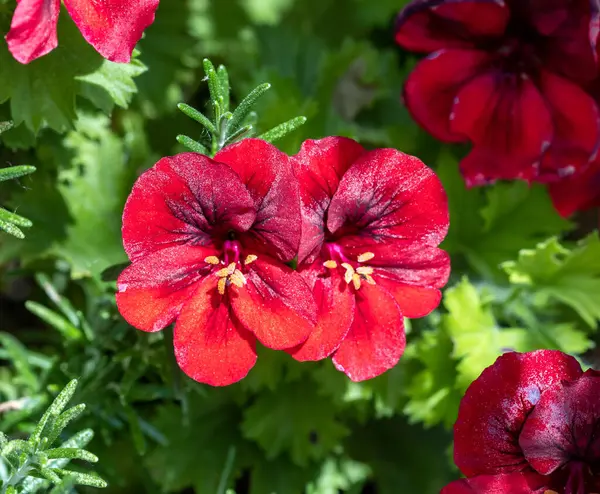 stock image close up of red pelargonium geranium blossom. High quality photo