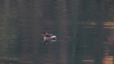 Tachybaptus ruficollis, küçük grebe ya da dabchick. Yüksek kalite 4k görüntü