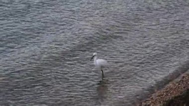 Egretta Garzetta, Garda Gölü 'ndeki küçük balıkçıl. Yüksek kalite 4k görüntü