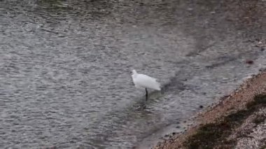 Egretta Garzetta, Garda Gölü 'ndeki küçük balıkçıl. Yüksek kalite 4k görüntü