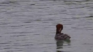 İtalya 'nın Garda gölünde yüzen sıradan bir merganser ya da Goosander Mergus merganser klipsi. Yüksek kalite 4k görüntü