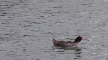 İtalya 'nın Garda gölünde yüzen sıradan bir merganser ya da Goosander Mergus merganser klipsi. Yüksek kalite 4k görüntü
