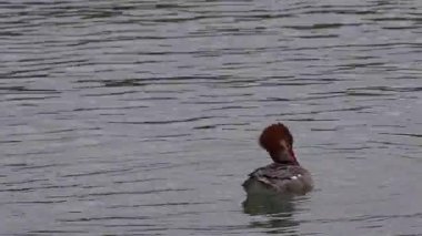 İtalya 'nın Garda gölünde yüzen sıradan bir merganser ya da Goosander Mergus merganser klipsi. Yüksek kalite 4k görüntü