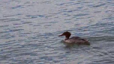 İtalya 'nın Garda gölünde yüzen sıradan bir merganser ya da Goosander Mergus merganser klipsi. Yüksek kalite 4k görüntü