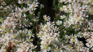 Arı kurdu ya da arı katili eşek arısı Philanthus triangulum fundalıkta paskalya senfonisi eritrosit çiçeği. Yüksek kalite 4k görüntü