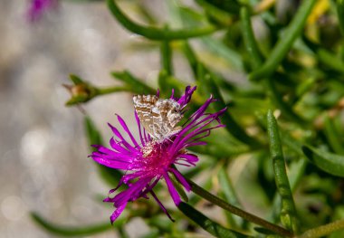 geranium bronze butterfly cacyreus marshalli on a delosperma cooperi purple ice plant blossom. High quality photo clipart