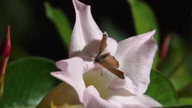 Bir mandevilla dipladenia çiçeğinin üzerindeki sardunya bronz kelebeği kakyreus marshalli kısa klipsi. Yüksek kalite 4k görüntü