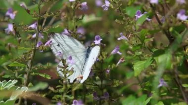 Pieris napi erkek yeşil damarlı beyaz kelebek calamintha nepeta üzerinde oturuyor daha az calamint.